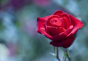 blooming-rose-1446185-m