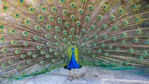 A beautiful male peacock with expanded feathers
